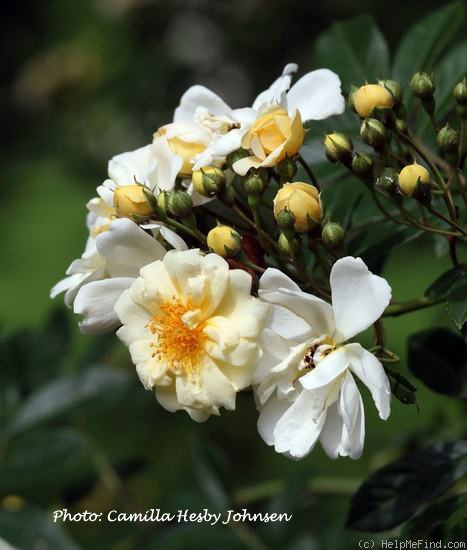 '<i>Rosa helenae</i> 'Hybrida'' rose photo