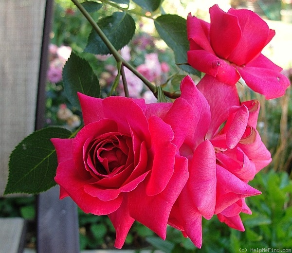 'Cherry Lips (floribunda, Williams 1997)' rose photo