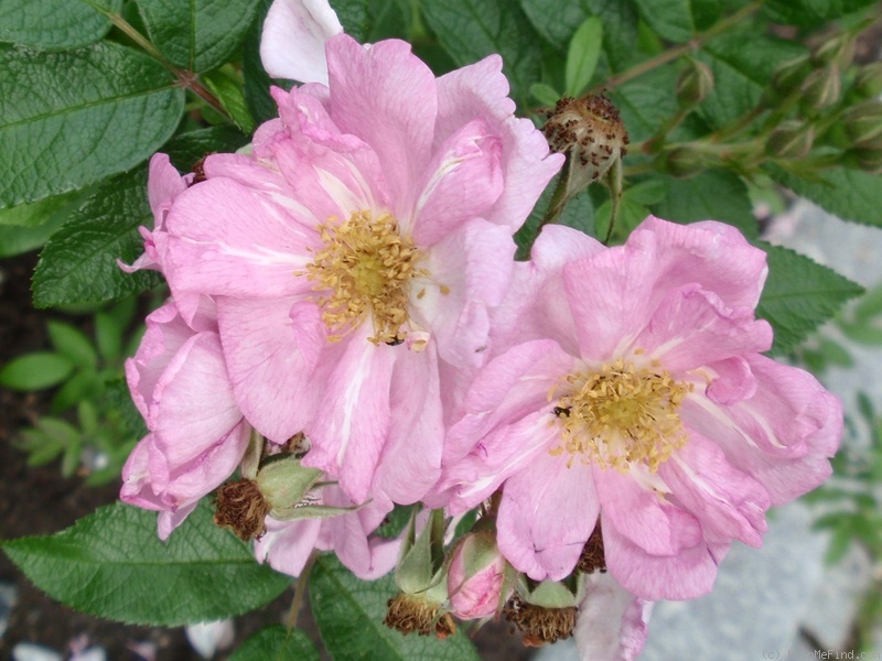 'Sointu' rose photo