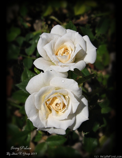 'Ivory Palace' rose photo