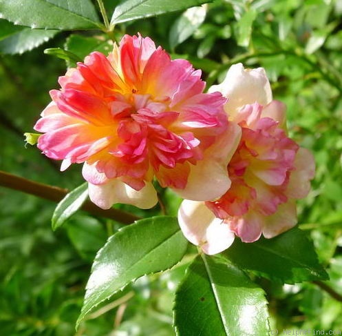 'Henri Barruet' rose photo