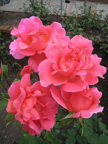 'Madame Nicolas Aussel' rose photo