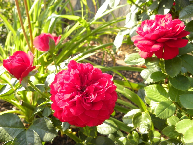 'Braveheart ™ (shrub, Clements, 1998)' rose photo