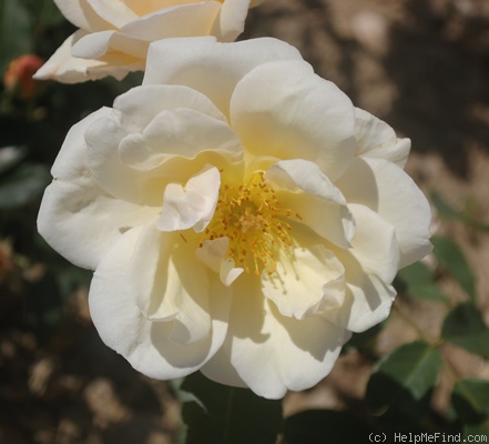 'Gustave Régis' rose photo