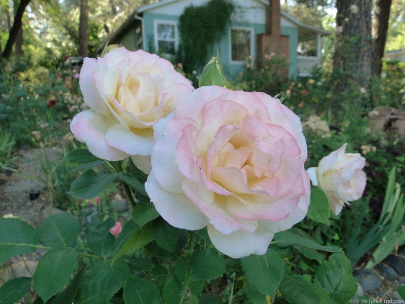 'Apricot Queen Elizabeth' rose, click to enlarge 'Apricot Queen Elizabeth' rose photo