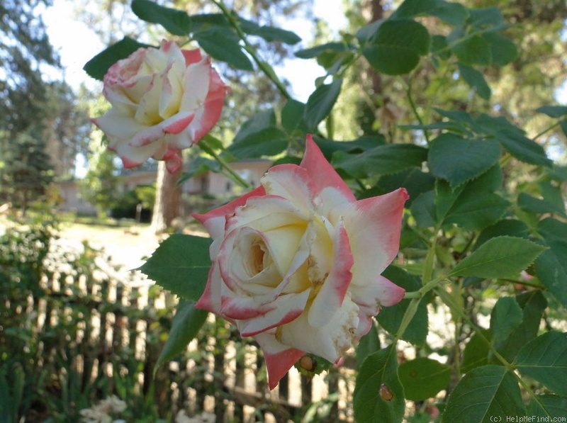 'Impératrice Farah ®' rose photo