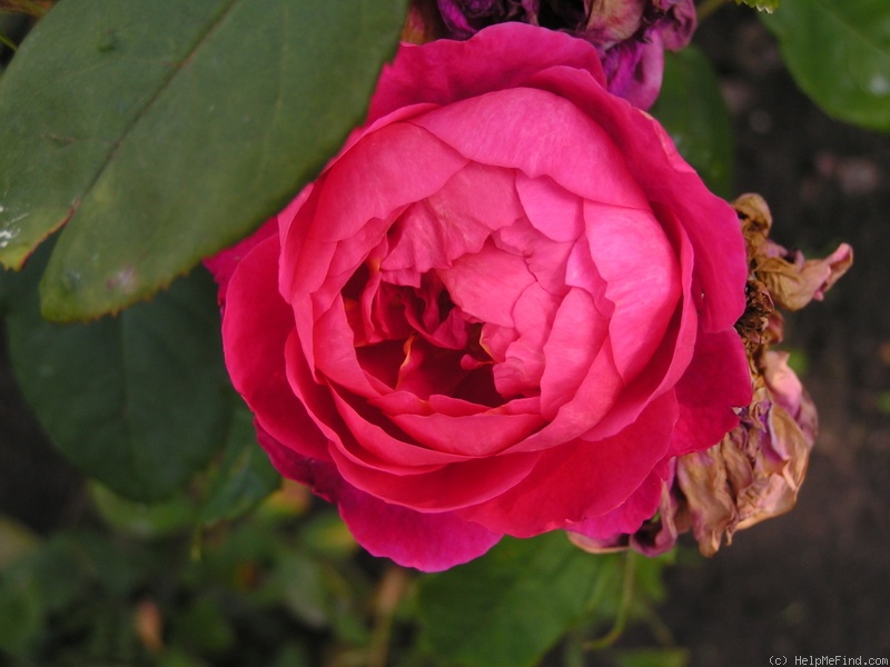 'Benjamin Britten' rose photo