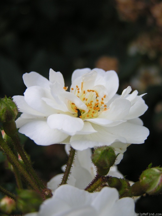 'Guirlande d'Amour' rose photo