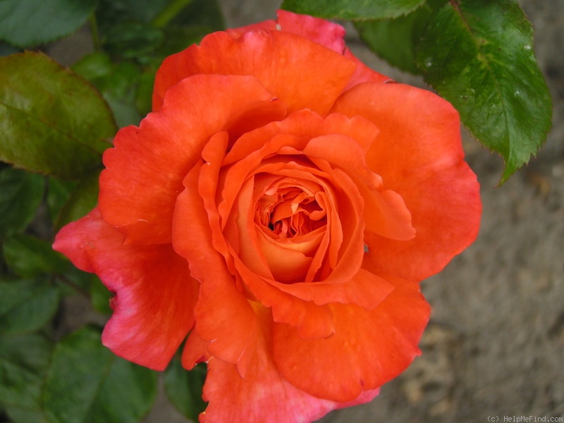 'Magdalena ® (hybrid tea, Adam, 2005)' rose photo