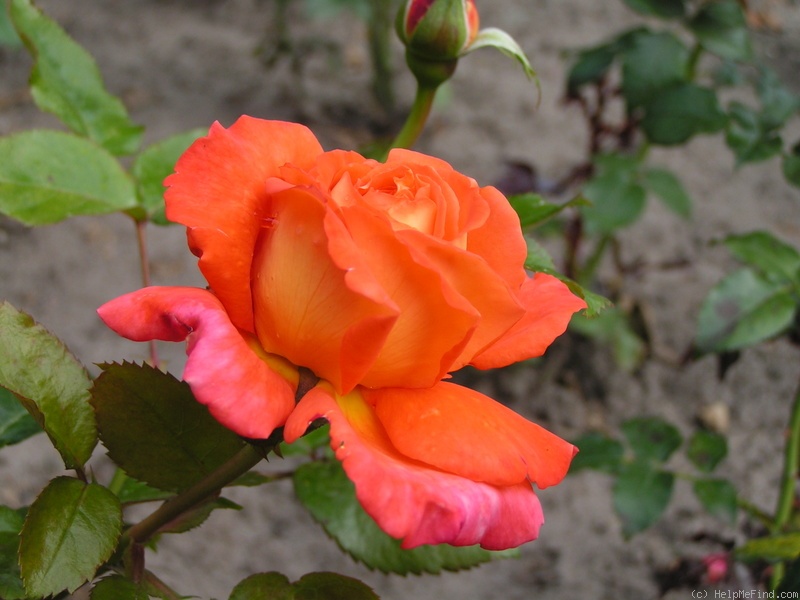 'Magdalena ® (hybrid tea, Adam, 2005)' rose photo