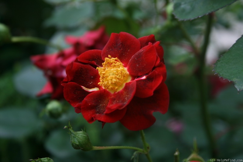 'Zoic ®' rose photo