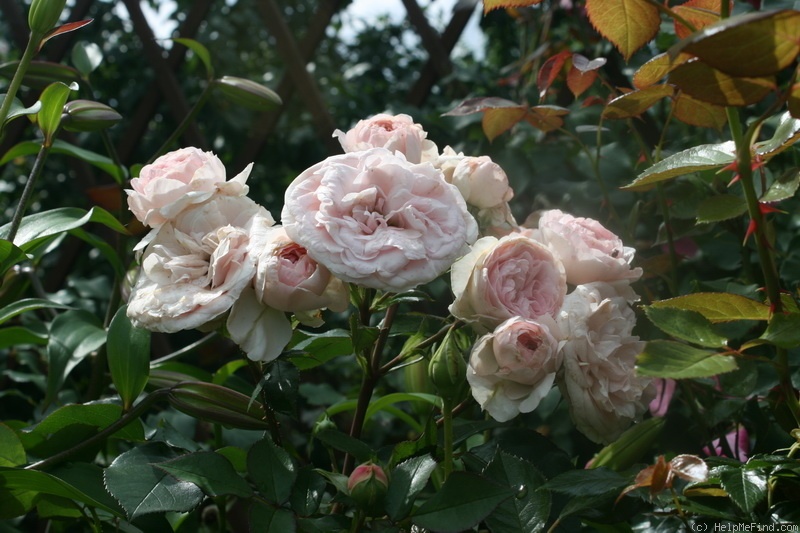 'Mariatheresia ®' rose photo