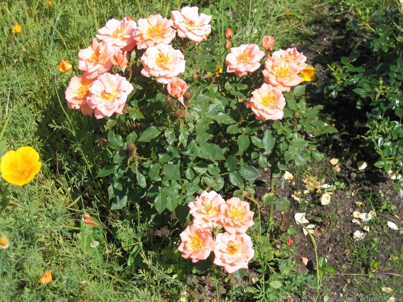'Cider Cup' rose photo