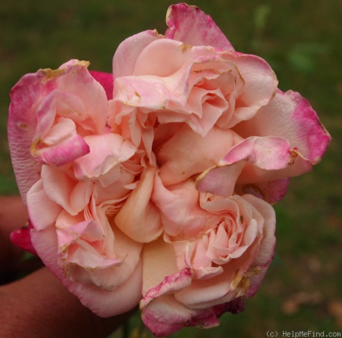 'Madame de Tartas' rose photo