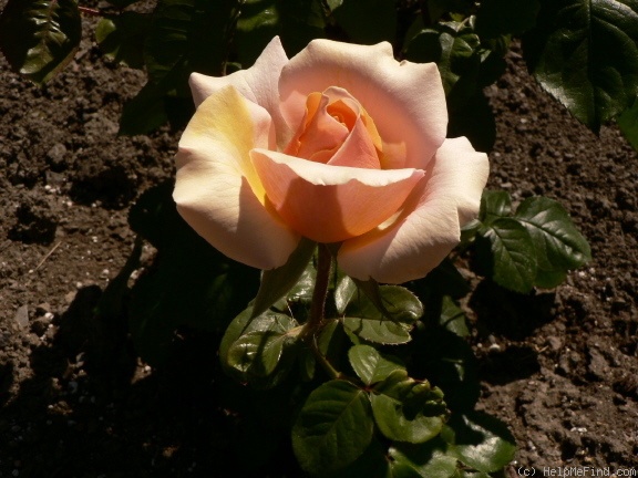 'Jane Rogers' rose photo