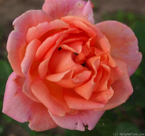 'Emile Cramon' rose photo