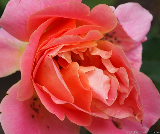 'Jacques Latouche' rose photo