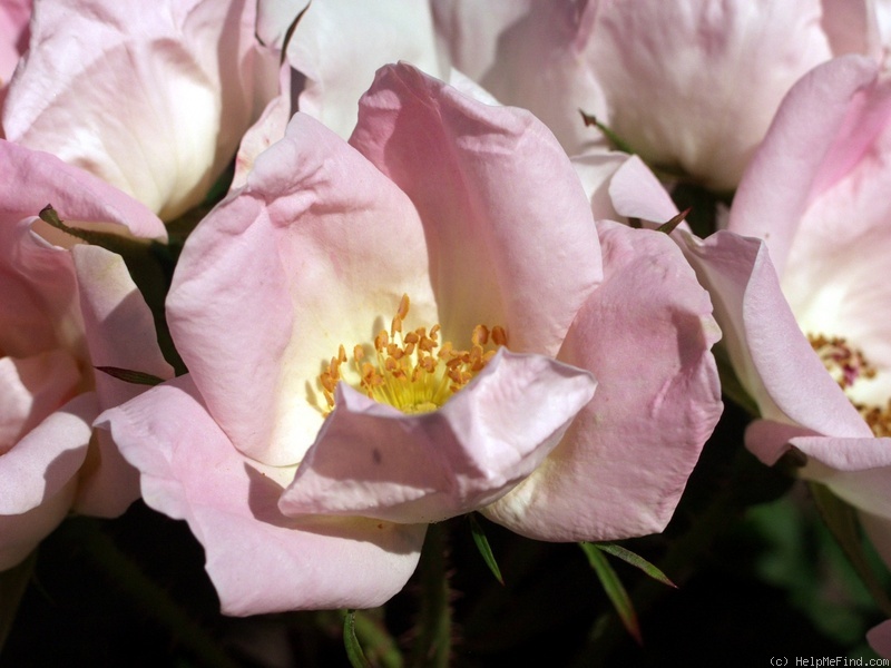 'Radsweet' rose photo