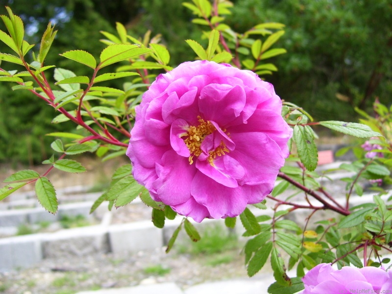 'Métis' rose photo