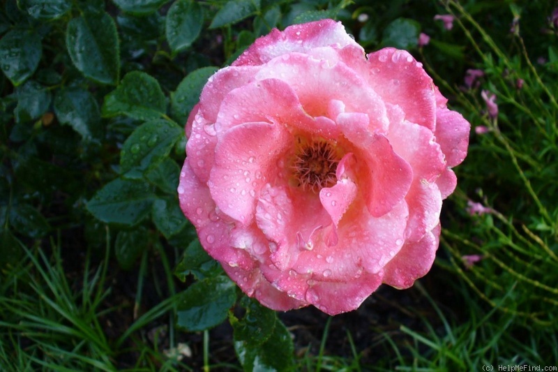 'Crescendo (hybrid tea, Zary 2010)' rose photo