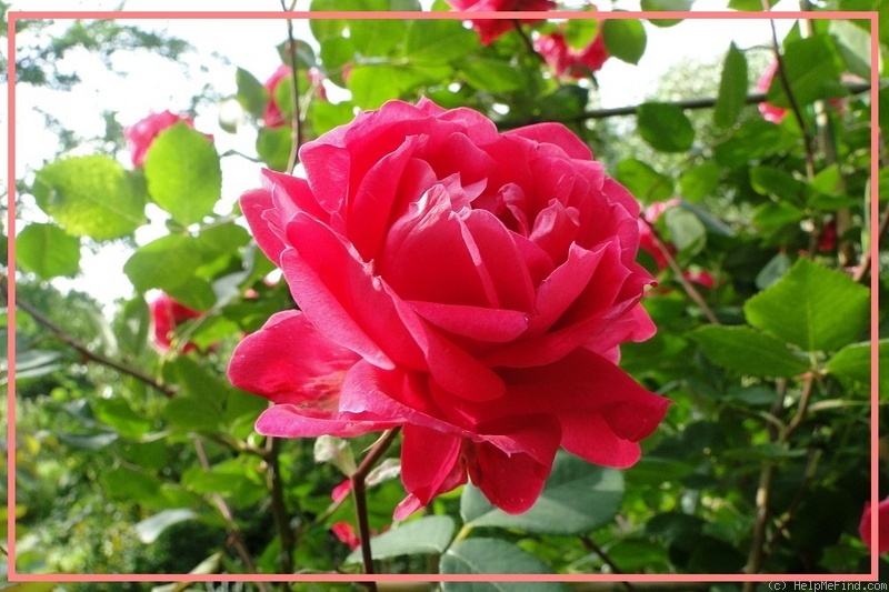 'Alexander MacKenzie' rose photo