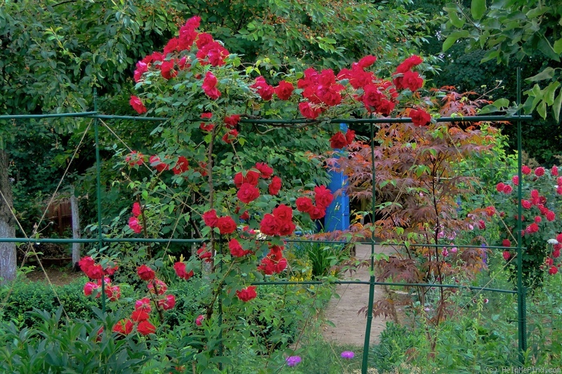 'Blaze Superior' rose photo