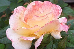 'J & P Champagne (floribunda, J&P 2011)' rose photo