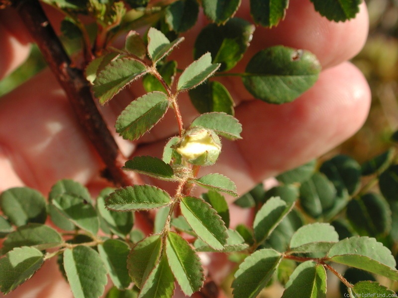 '1-72-1Hugonis' rose photo