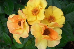 'J & P Champagne (floribunda, J&P 2011)' rose photo