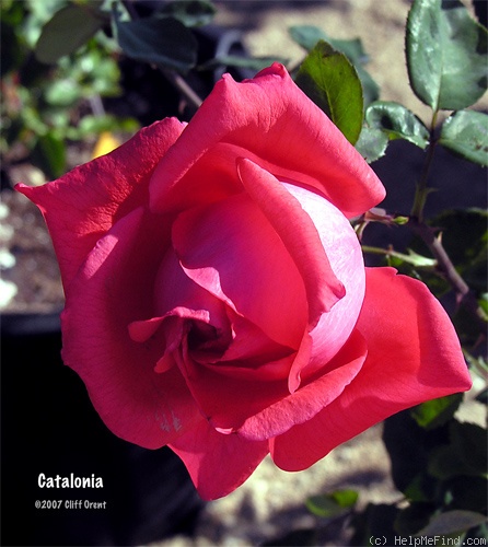 'Catalònia (pernetiana, Dot, 1931)' rose photo