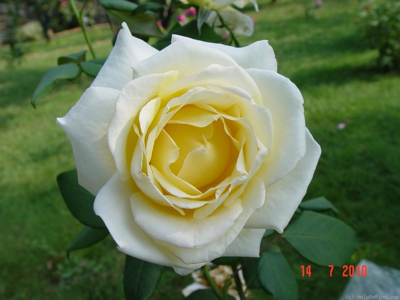 'Caroline Victoria (Hybrid Tea, Harkness, 2006)' rose photo