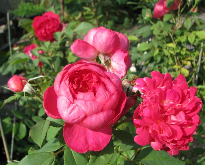 'Benjamin Britten' rose photo
