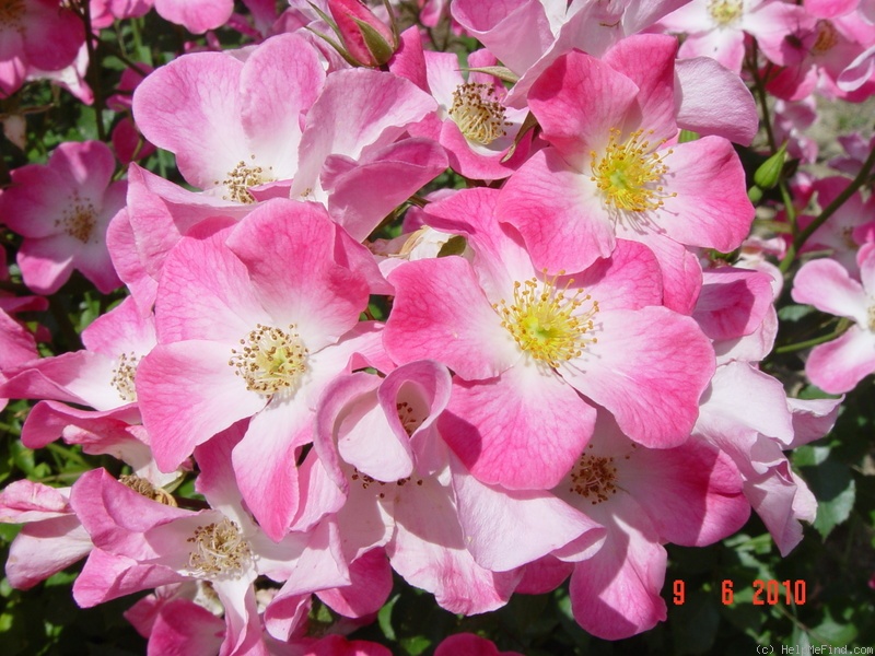 'Cumbaya ® (floribunda, Meilland, 1998)' rose photo
