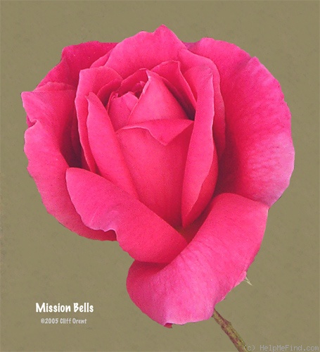 'Mission Bells' rose photo