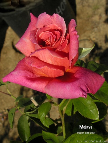 'Mojave' rose photo