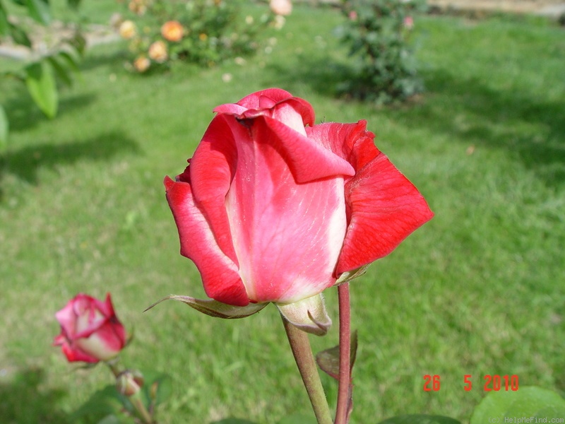 'Altesse 75' rose photo