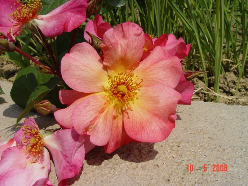 'Kampaÿ ®' rose photo