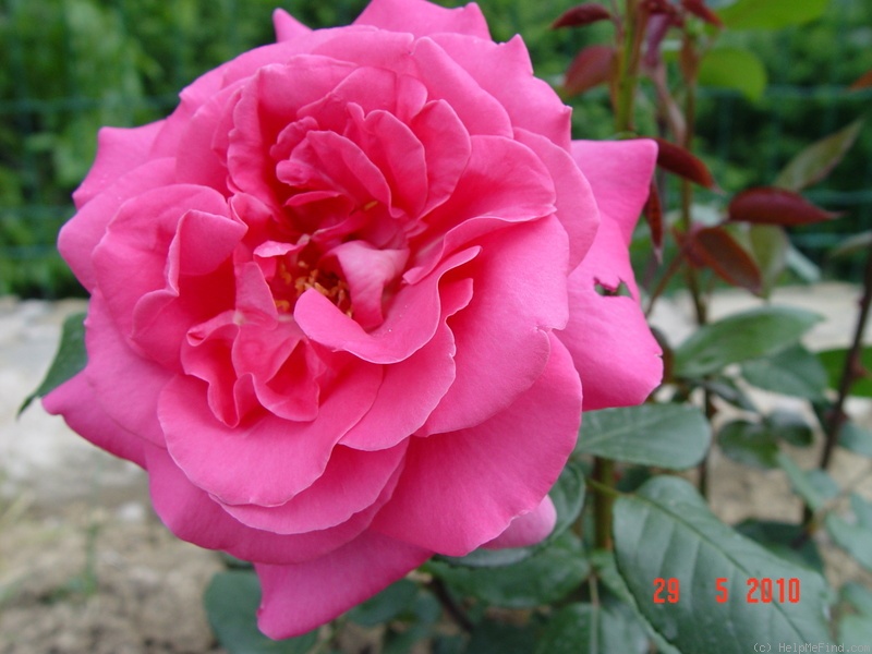 'Lady Like (hybrid tea, Tantau, 1989)' rose photo