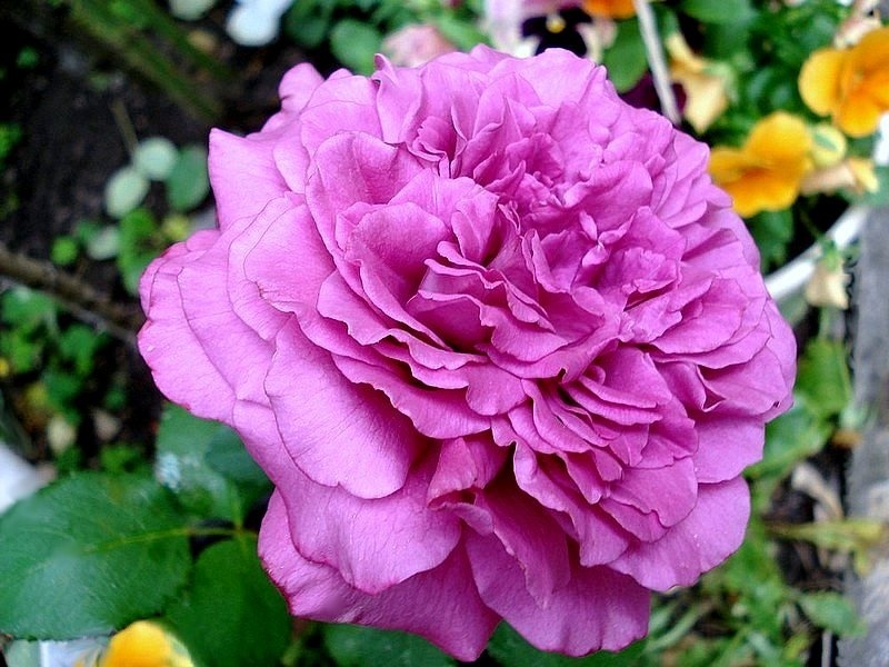'Claude Brasseur ®' rose photo