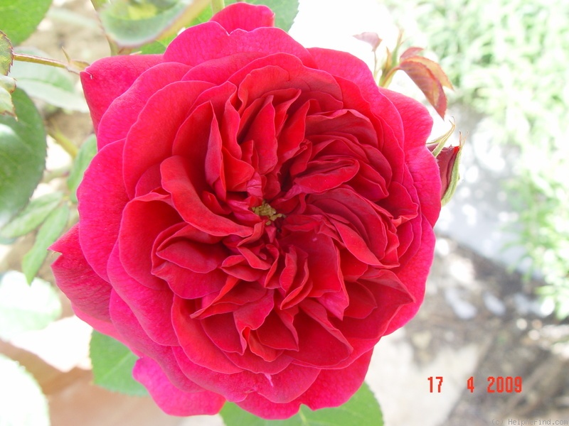 'Monferrato' rose photo