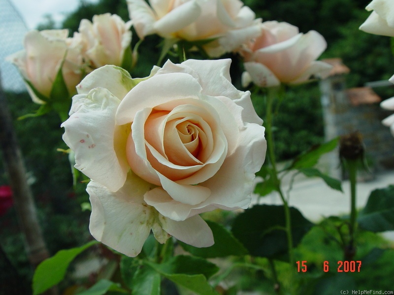 'Paul Ricard ®' rose photo