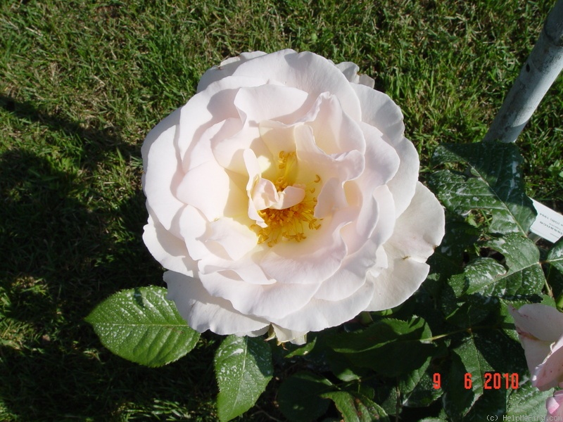 'Renaissance (hybrid tea, Harkness, 1994)' rose photo
