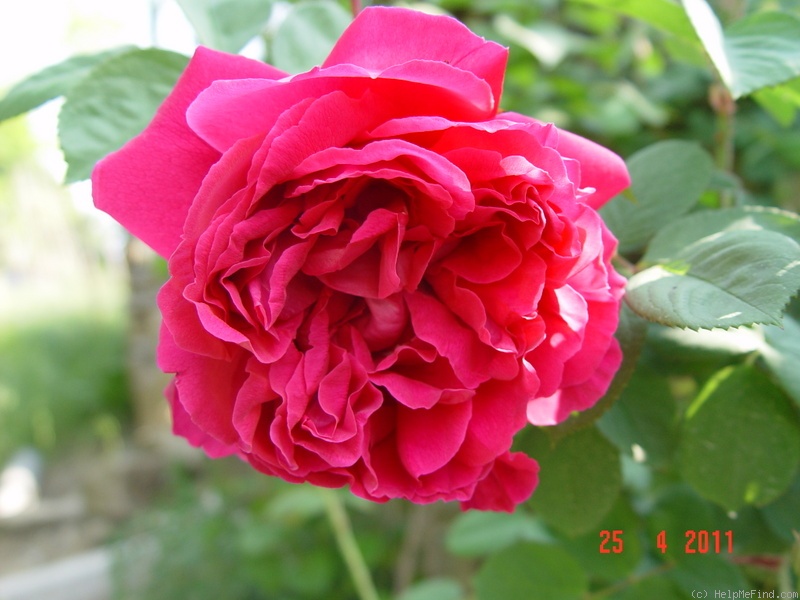 'Rose à Parfum de l'Hay' rose photo