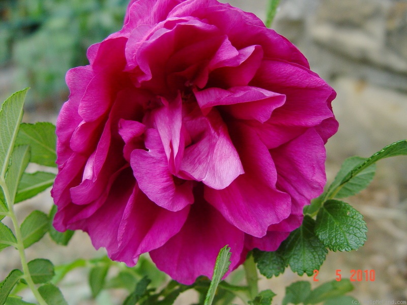 'Roseraie de l'Haÿ' rose photo