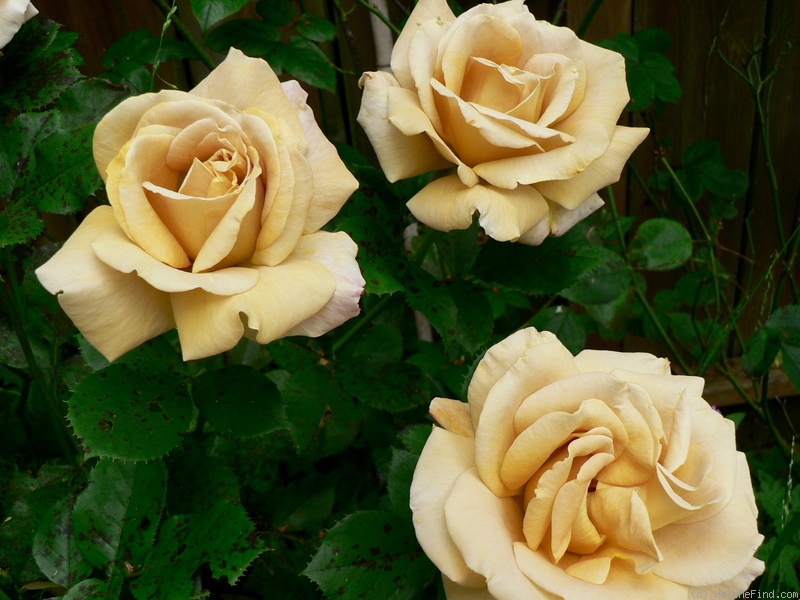 'Honey Dijon ™ (hybrid tea, Sproul 2003)' rose photo