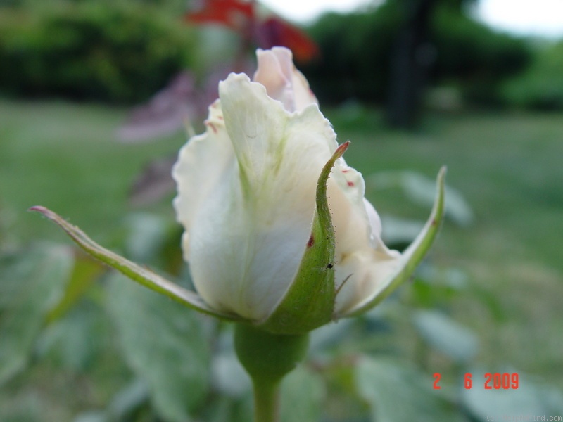 'Vivaldi (hybrid tea, De Ruiter, 1989)' rose photo