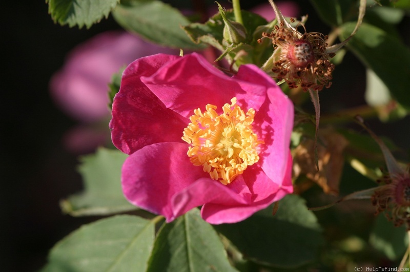 'R. heckeliana' rose photo