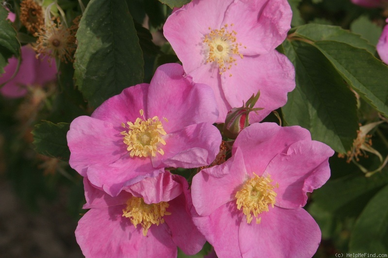 '<i>Rosa macounii</i> Greene synonym' rose photo