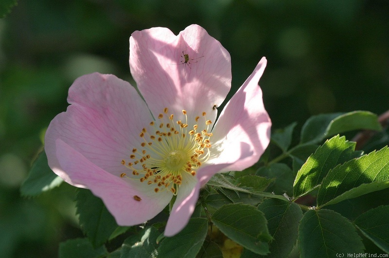 '<i>Rosa subcanina</i> subcanina' rose photo