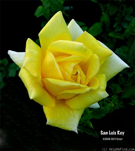 'San Luis Rey' rose photo